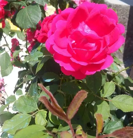 Marko Apartman Sibenik