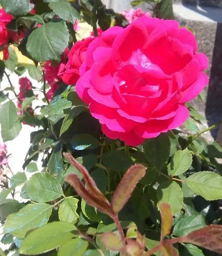 Marko Appartamento Šibenik